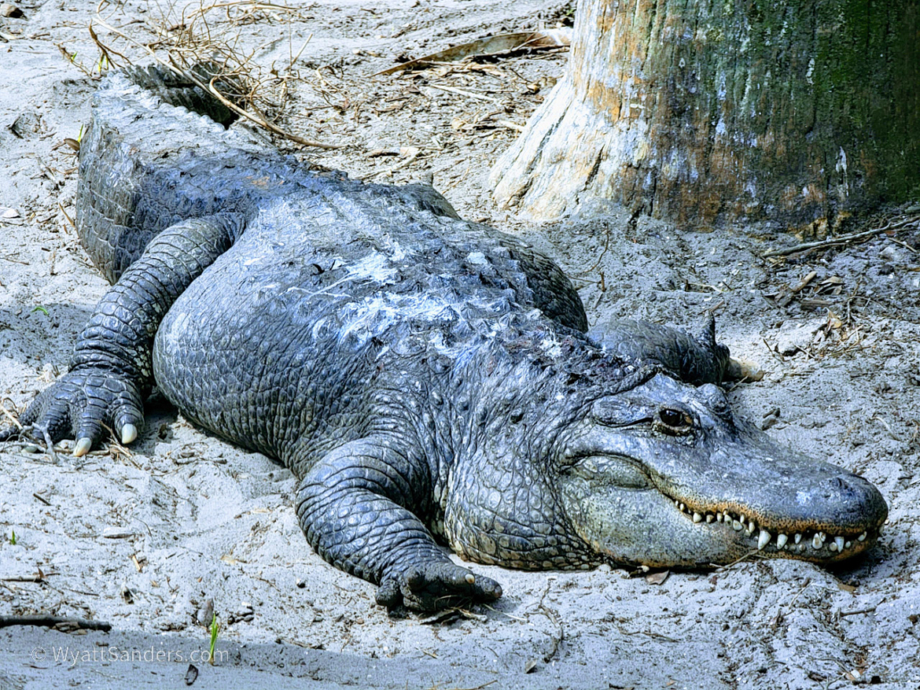 happy gator